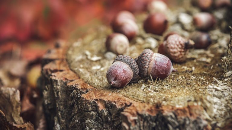 Why You Should Start Cooking with Versatile Acorns