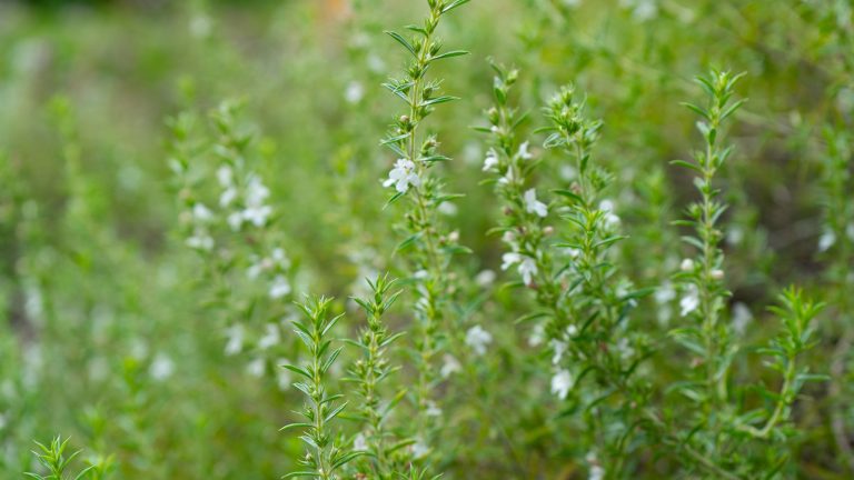 The Lesser-Known Herb That Should Be in Your Spice Collection