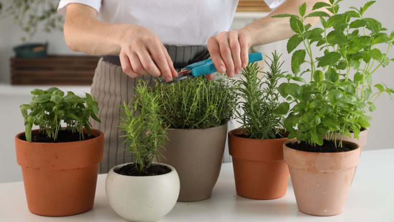 Thinking About Starting an Indoor Herb Garden? Steer Clear of These Common Mistakes