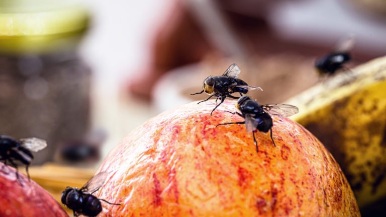 10 Simple Kitchen Hacks to Eliminate Fruit Flies