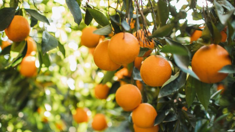 Which State Produces the Most Oranges?