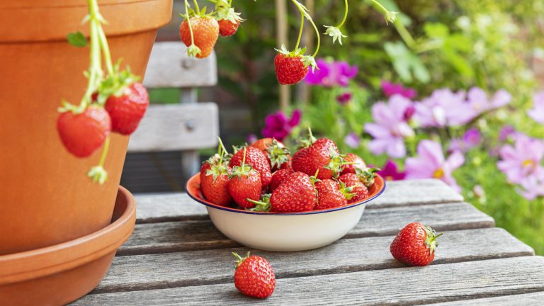 4 Simple Methods for Cleaning Strawberries