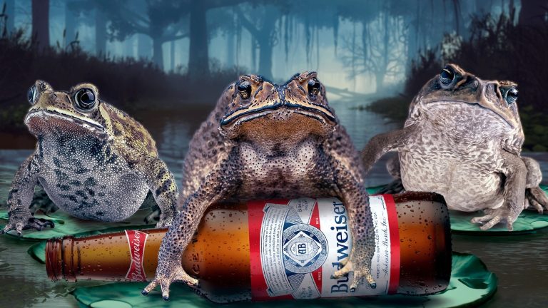 Where Have the Budweiser Frogs Gone? We Need Answers!