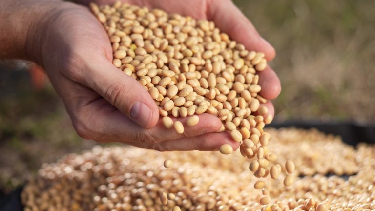 Create a Protein-Rich Hummus with Soybeans