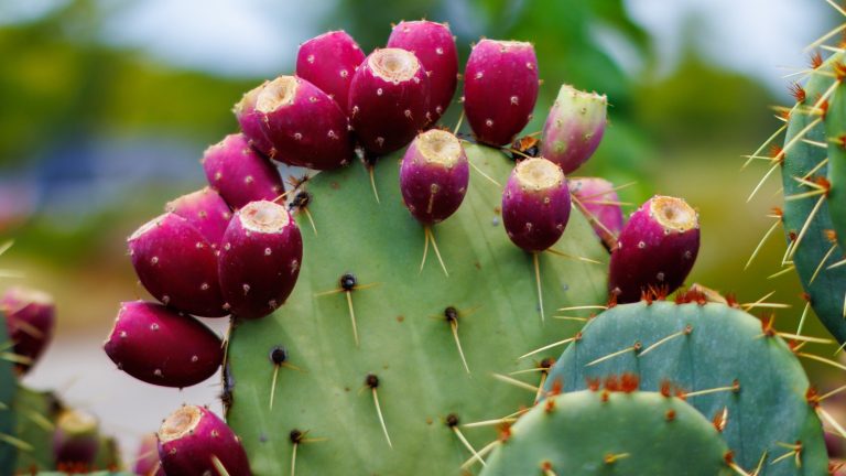 The Famous Arizona Snack Made from Cactus