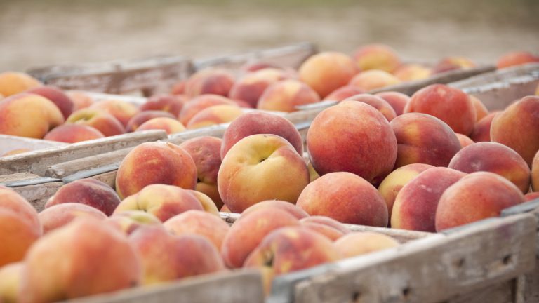 The Renowned Georgia Peach Festival That Set a World Record