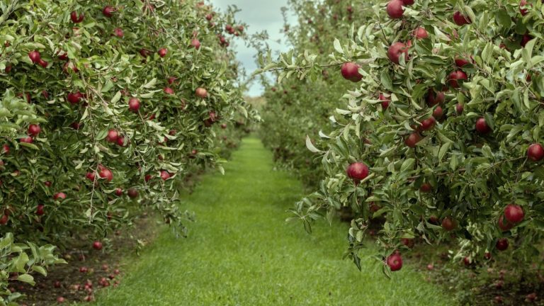 What Sets Arkansas Black Apples Apart from Red Apples?