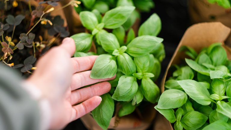 The Optimal Method for Preserving Basil's Freshness
