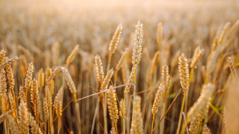 French vs. American Flour: What Are the Differences?