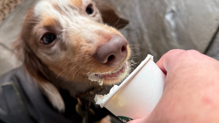 What Is the Price of a Pup Cup at Starbucks?