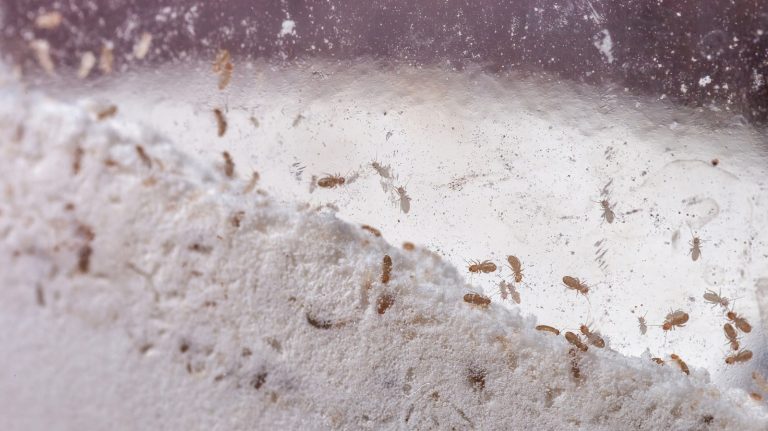 The Essential Pantry Item That Prevents Bugs in Your Flour