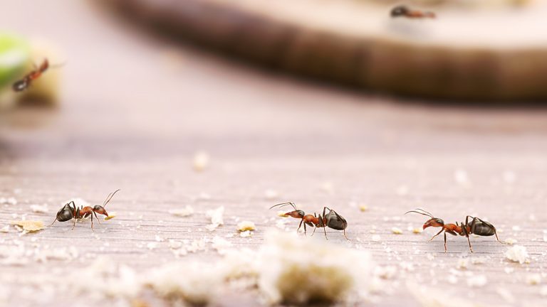 This Everyday Baking Spice Can Keep Ants Out of Your Home