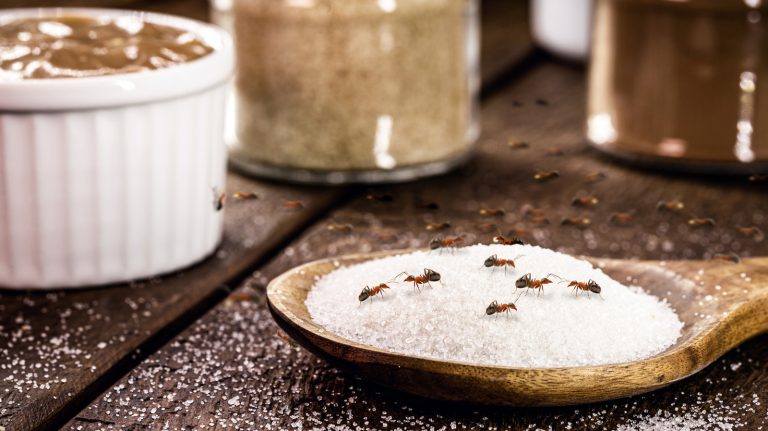 This Common Acidic Ingredient Keeps Insects Away — Here's How to Use It at Home