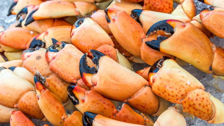 Why Stone Crab Claws Must Be Cooked Right After Harvesting