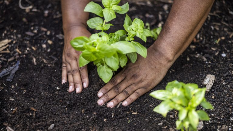 14 Essential Vegetable Gardening Tips for Beginners