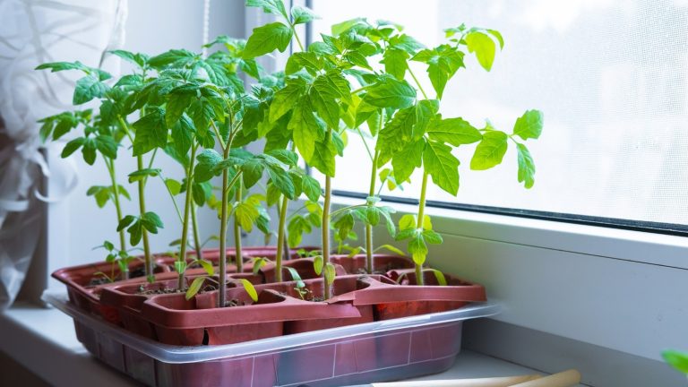 If You're New to Indoor Vegetable Gardening, Steer Clear of Growing These Vegetables