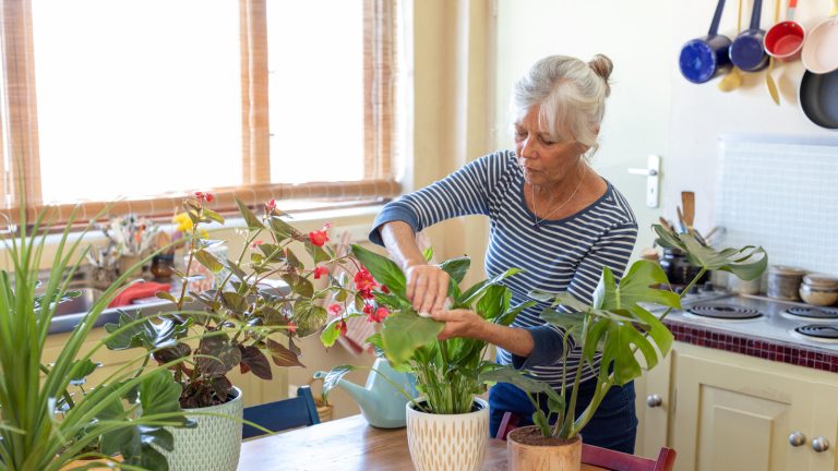 This Brilliant Paper Towel Trick Keeps Your Indoor Plants Hydrated While You're Away