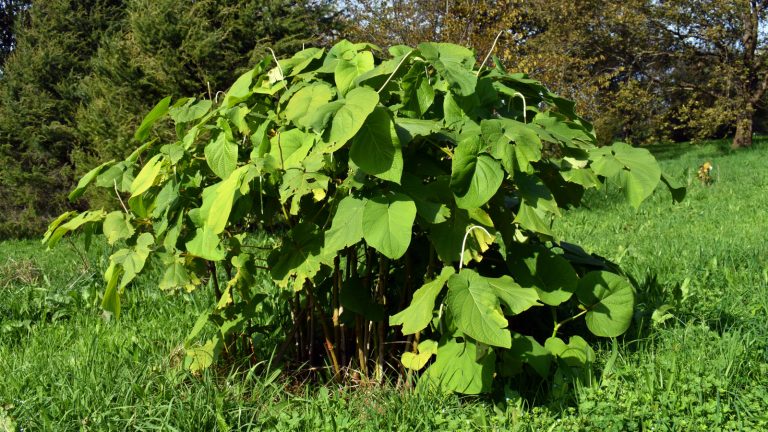 How to Grow a Root Beer Plant at Home: Essential Tips