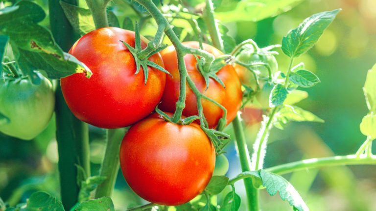 The Essential Herb to Plant with Tomatoes in Your Garden