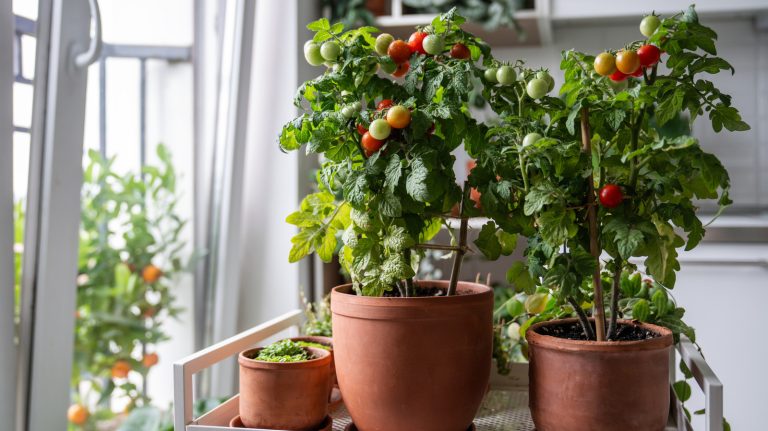 5 Common Mistakes to Avoid When Growing Vegetables Indoors
