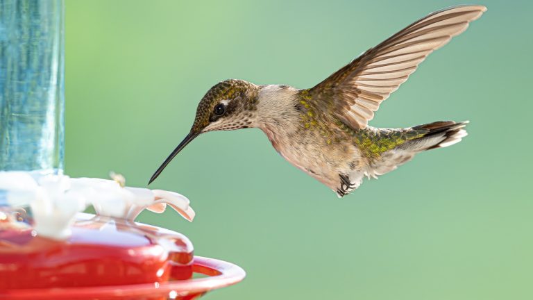 The Overripe Fruit That Attracts Hummingbirds to Your Yard