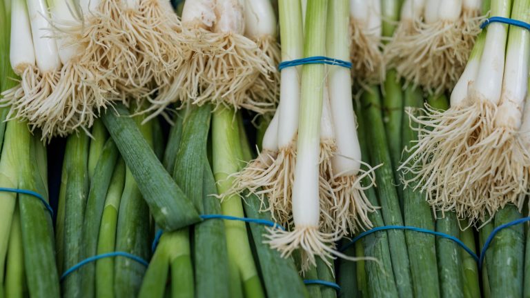 Growing Green Onions at Home from Store-Bought Ones