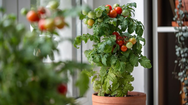 Essential Tips for Purchasing Vegetable Plants at Costco