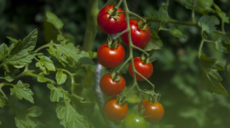 Key Mistake to Avoid When Harvesting Your Garden Produce