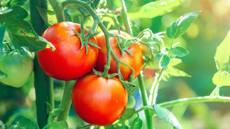 Use This Simple Tip to Keep Homegrown Tomatoes Fresh and Free of Fungus