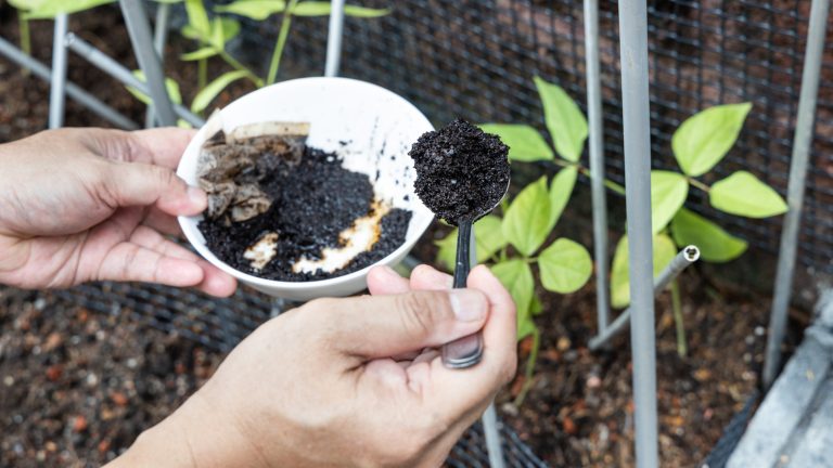 3 Creative Ways to Use Coffee Grounds to Enhance Your Garden
