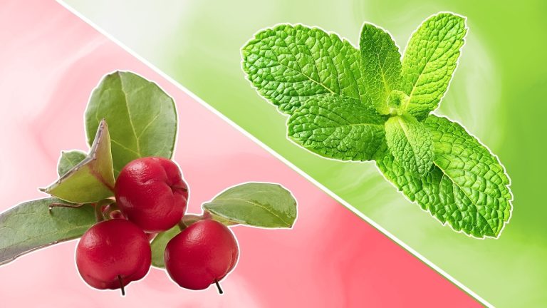 Wintergreen vs. Peppermint: Exploring the Differences Between These Flavors