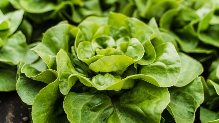 Don't Discard Your Lettuce Stem—Regrow It Instead