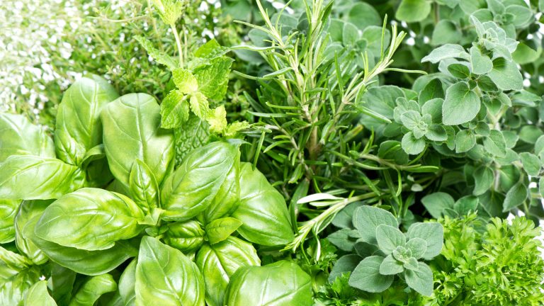 Reasons to Steer Clear of Growing Rosemary and Basil Together