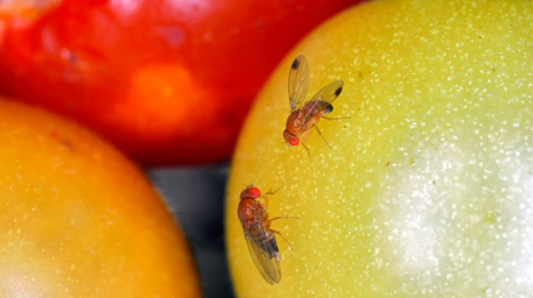 An Incredibly Effective Fruit Fly Trap You Should Try at Home