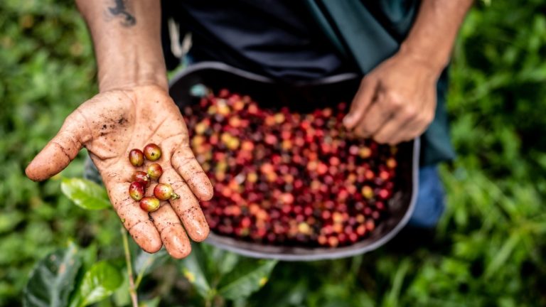 The Leading Coffee-Producing Country in the World