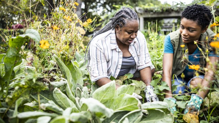 Planning to Start a Veggie Garden This Summer? Avoid This Common Rookie Mistake
