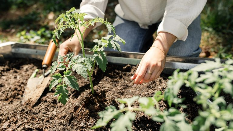 Why You Should Be Adding Overripe Bananas to Your Garden