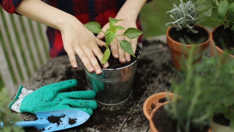 No Garden? No Worries: Grow These 16 Veggies in a Pot