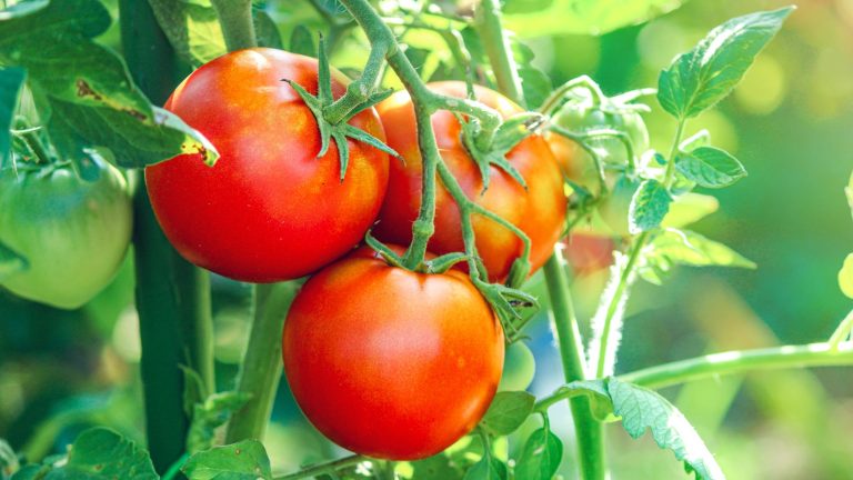 The Essential Herb to Grow Next to Your Tomatoes in the Garden