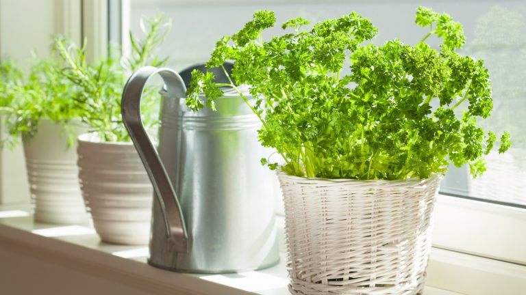Reasons to Reconsider Growing Parsley from Seed