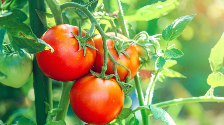 Plant These Companion Flowers Next to Your Tomatoes for a Pest-Free Garden