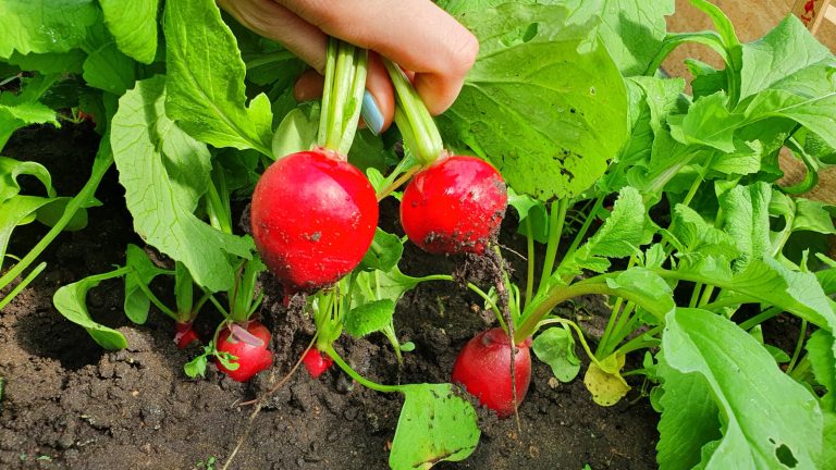 No Need to Toss Those Vegetable Tops: Use Them in Your Cooking Instead