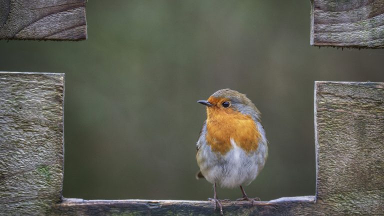 Use This Clever Coffee Mug Trick to Invite Birds to Your Yard