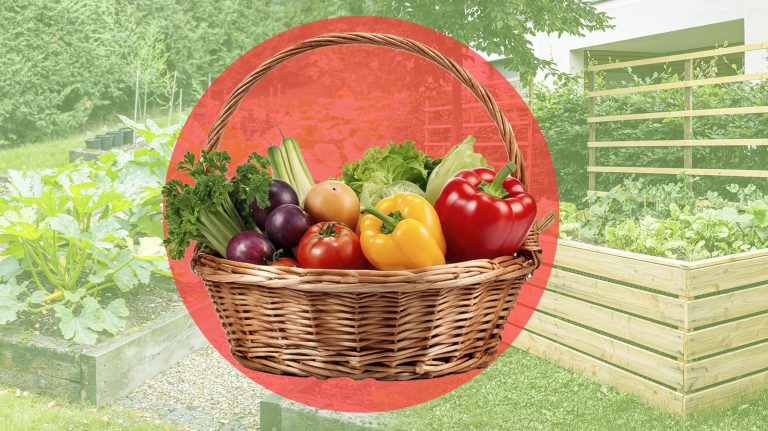 12 Vegetable Gardening Mistakes You Must Avoid