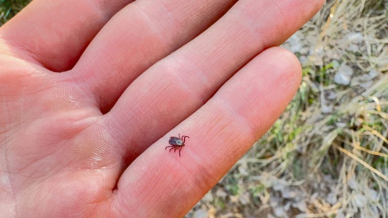 This Common Kitchen Ingredient Might Already Be Your Solution to Repelling Ticks