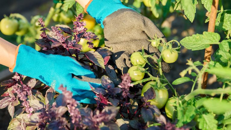 15 Ideal Companion Plants for Your Tomatoes