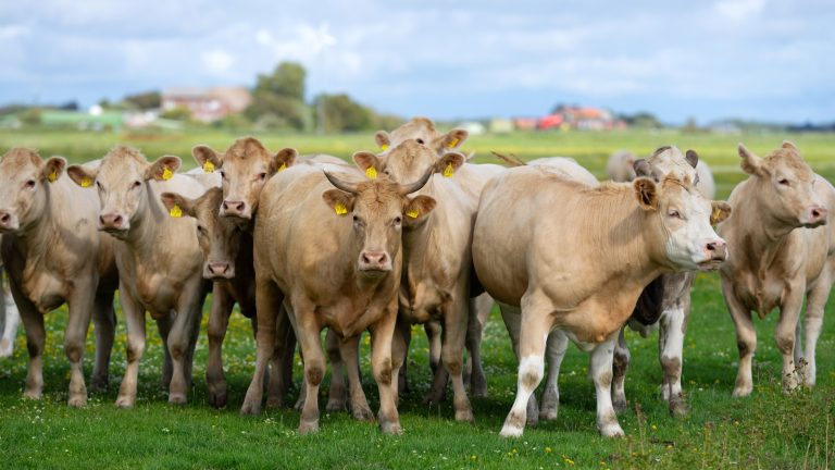 The Nation Leading Global Beef Production