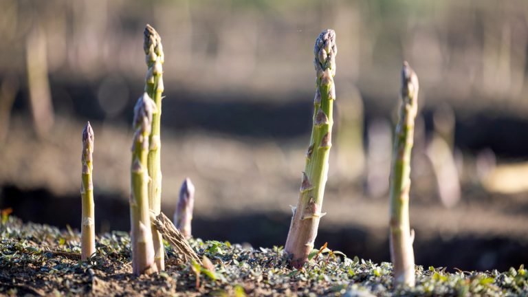Why Growing Asparagus Might Not Be Worth Your Effort
