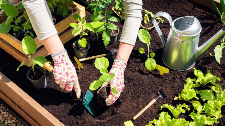 Key Considerations Before Starting a Vegetable Garden