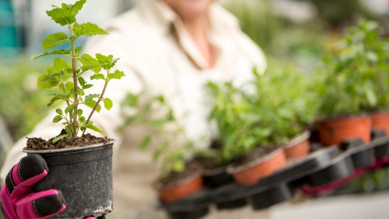 Don't Miss Out on Aldi for Budget-Friendly Garden Plants